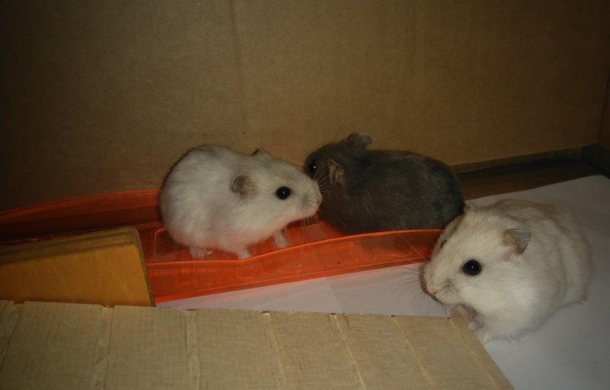 Młode Chomiki Dżungarskie chomik Białystok