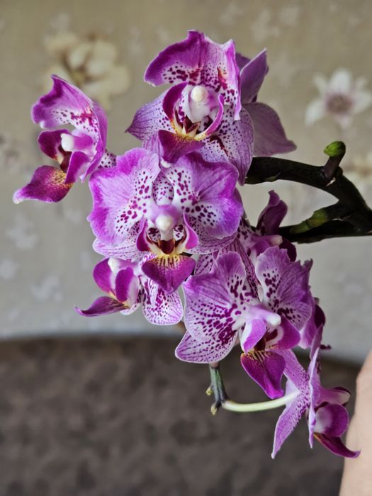 Орхидея бабочка Вилсон с деткой