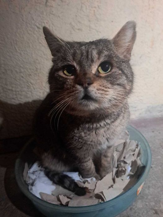 Кіт з манерами шукає дім