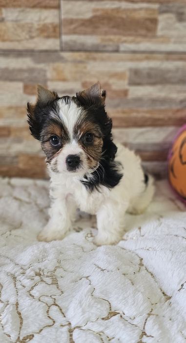 Yorkshire Terrier Biewer cudna  sunia york