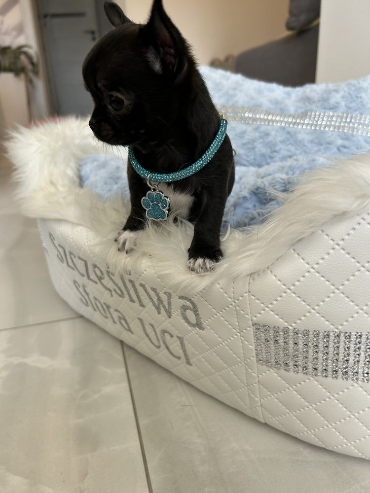 Chihuahua maleńka sunia. MEGA CUDO. JUŻ DO ODBIORU