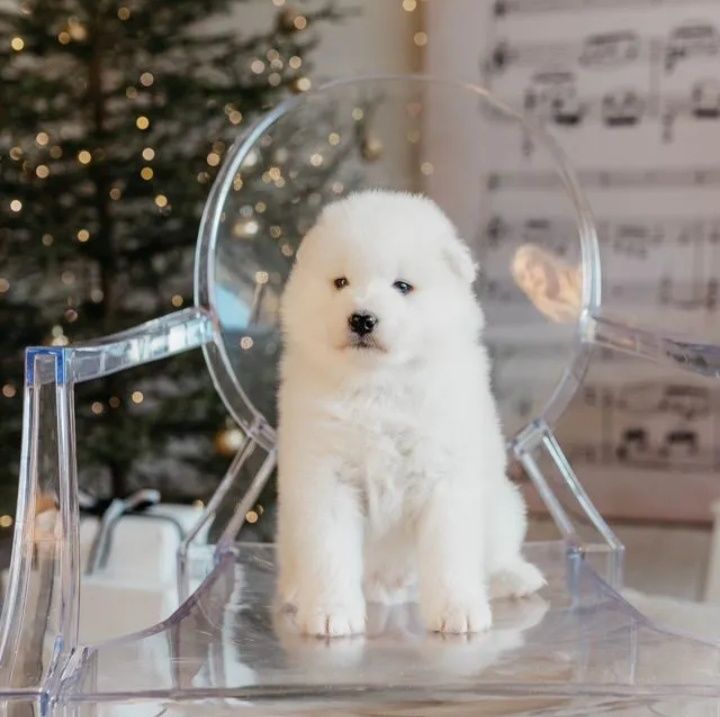 Szczeniak Samoyed Samojed odbiór i rezerwacja