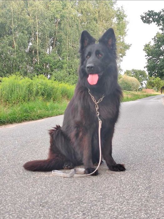 Owczarek Niemiecki Suka