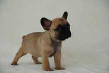 Buldog Francuski - Ruda Sunia - gotowa do zmiany domu