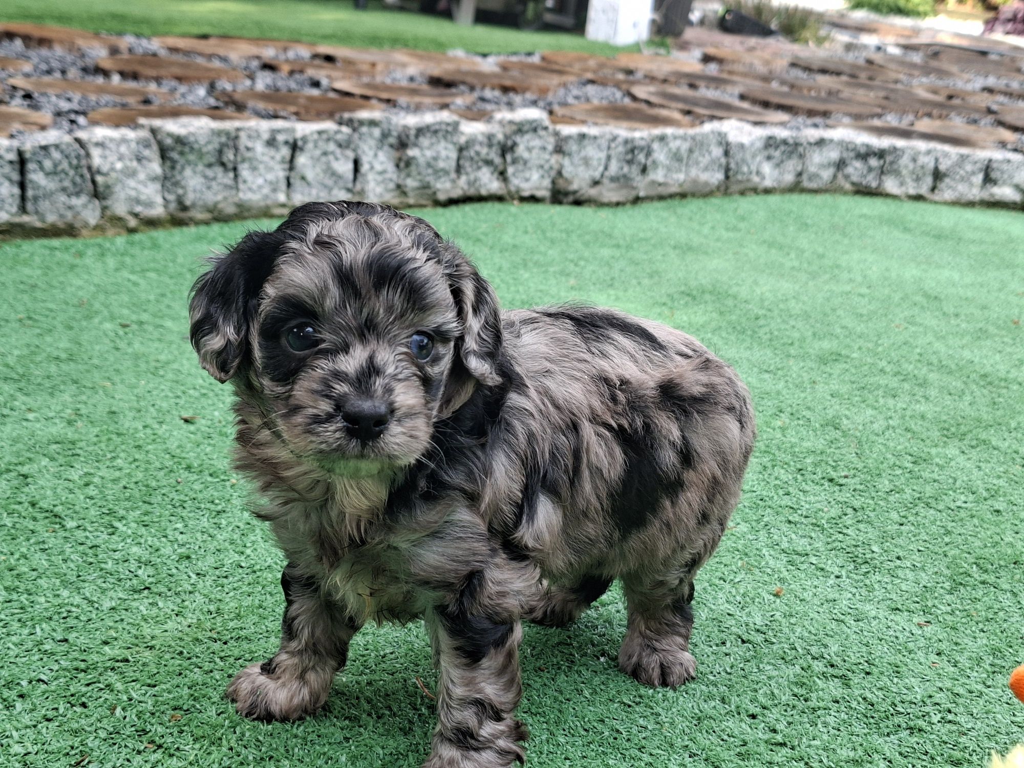 Szczenię cavapoo  merle z metryką