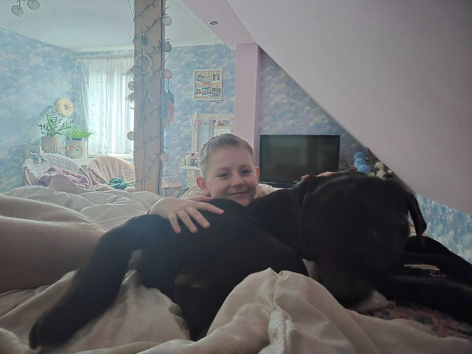 Zaginął czekoladowy labrador