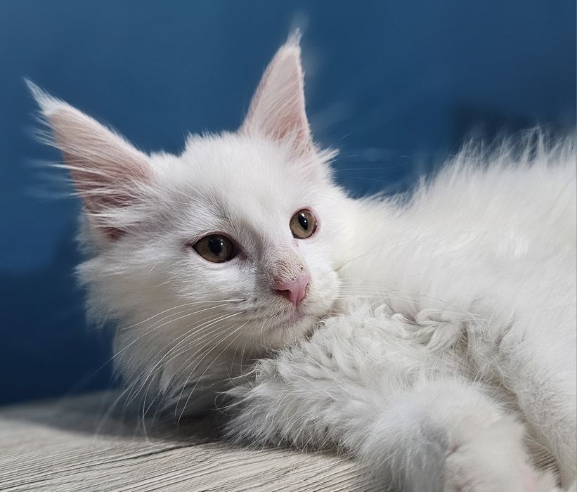Biały kocure Maine Coon