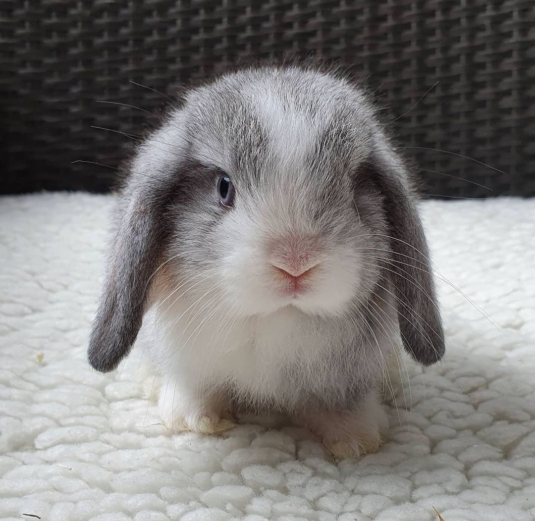 KIT Coelhos anões orelhudos, mini lop super inteligentes e dóceis