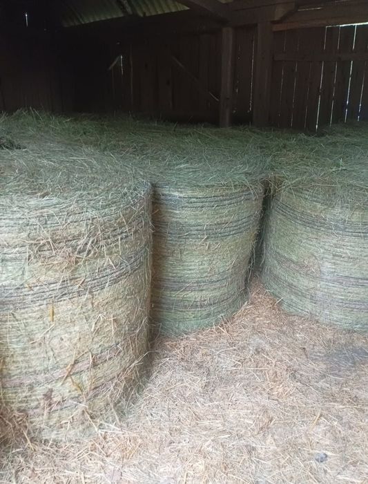 Siano 2025 – bele z nowej belarki, dobrze dobite!