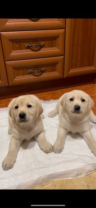 Щенята лабрадор ретривер