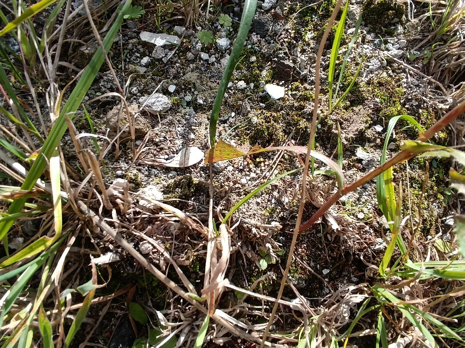 Oddam wapno Biadoliny Szlacheckie