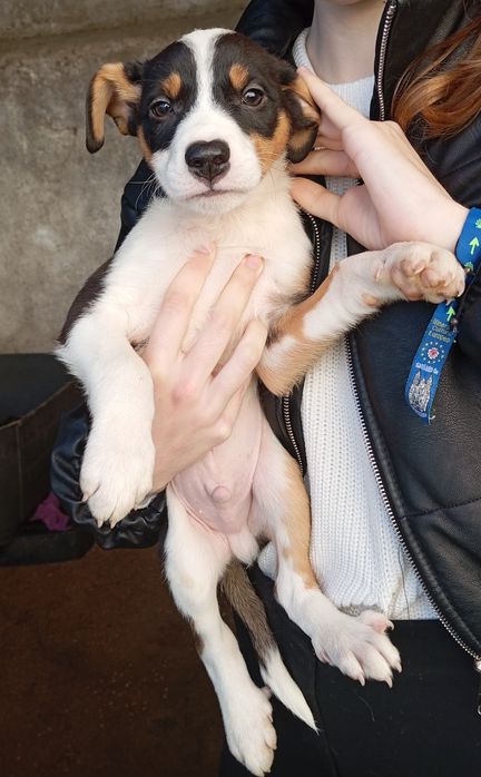 Bebés para adoção responsável