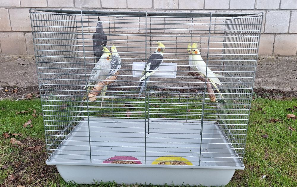 Klatka na papugi nimfy faliste klatka dla papug