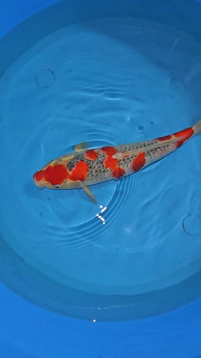 Carpa Koi - Goshiki - Sansai 48-50cm