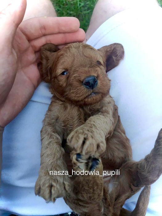 Cockapoo wyjątkowa hybryda pudel spaniel