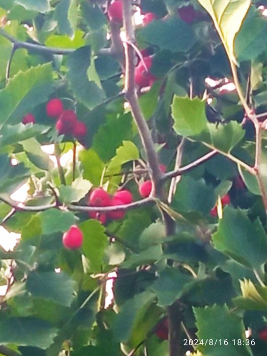 Продам саженцы культивированного боярышника