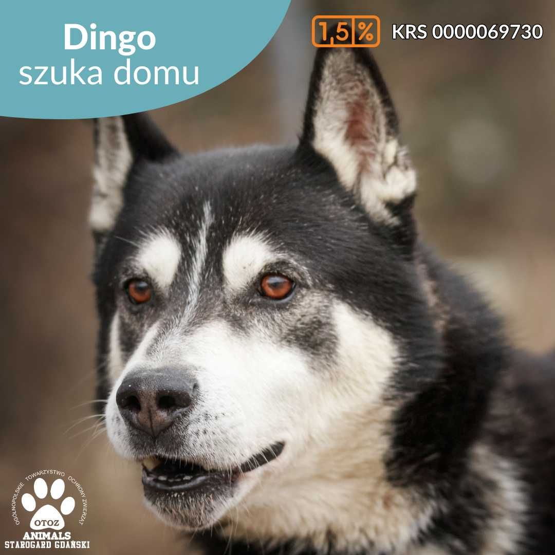 Dingo w typie Husky szuka domu!