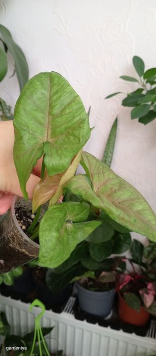 Сінгоніум пілея гібіскус вар сансевієрія лірата