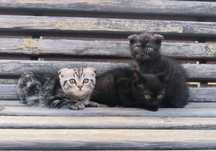 Шотландські кошенята