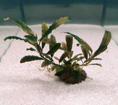 Bucephalandra Tricolor