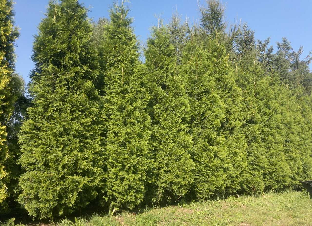 Thuja Brabant Doniczka gwarancja przyjęcia transport sadzenie wysyłka