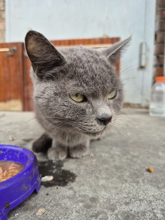 Чия киця? З'явилася в центрі міста к дворі багатоповерхівки