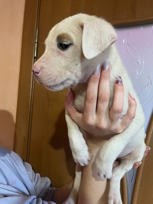 Аргентинский Дог