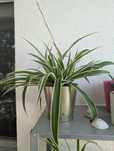 Planta aranha natural