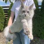 Kocurek Maine Coon z linii shaded