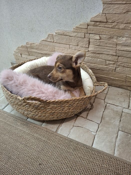 Щеня шоколадка буде невеличка 3 міс