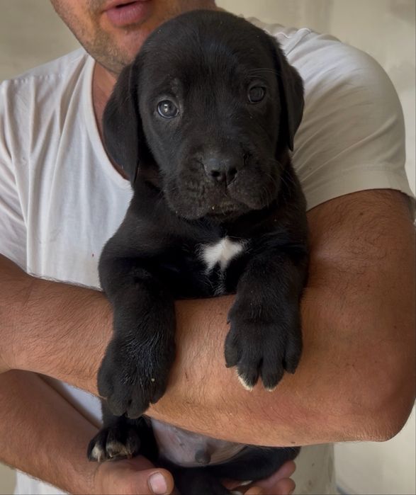 Розплідник продає цуценя Cane Corso  з документами КСУ на вас