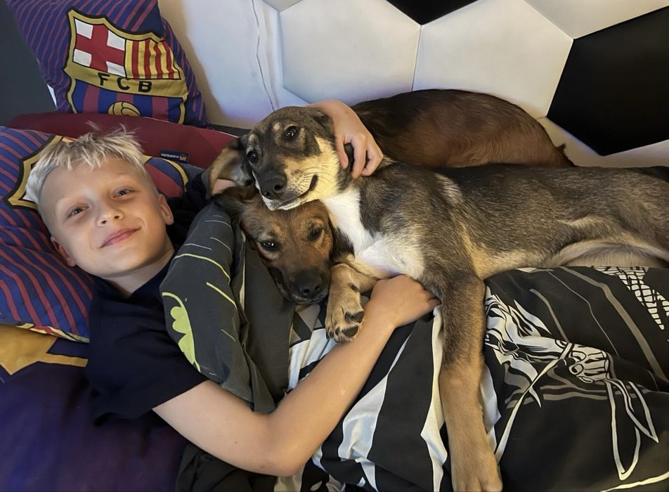 Petsitter opieka na psem Chodzież