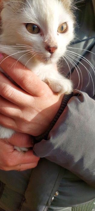 Кошеня у добрі руки