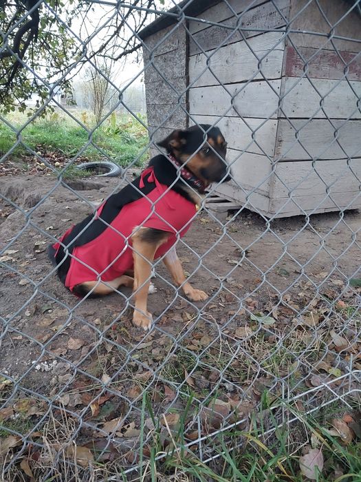 Oddam za darmo ze schroniska młodą  suczke po sterylizacji