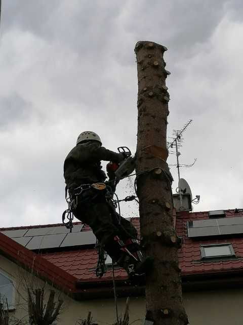 Wycinka, przycinka i pielęgnacja drzew, krzewów - arborysta