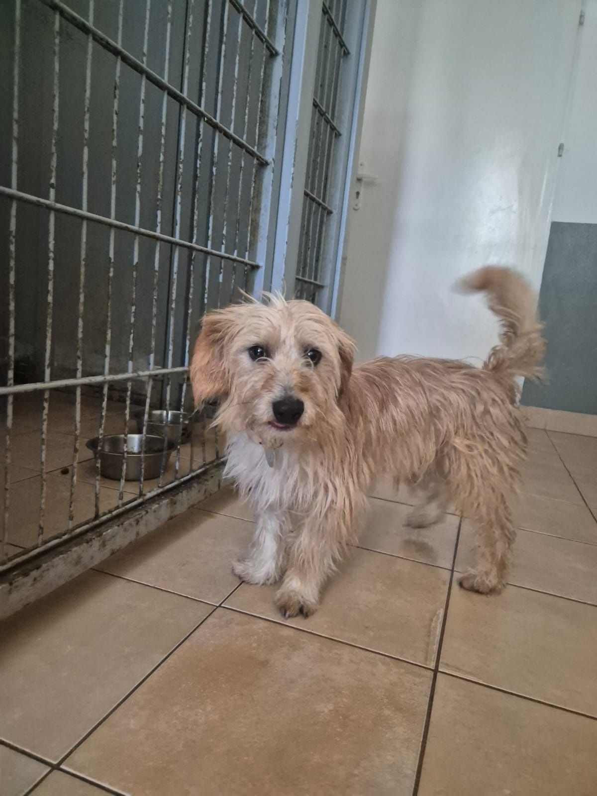 Młodziutki Frodo zniknie w schronisku! Uratuj go! Adopcja tymczas