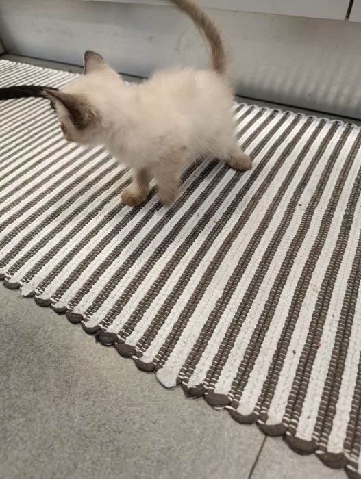 Gatos para doaçao