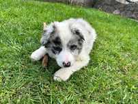 Border Collie, Suczka Merle