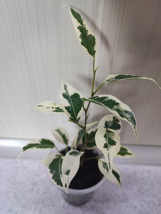 Фикус "Старлайт"