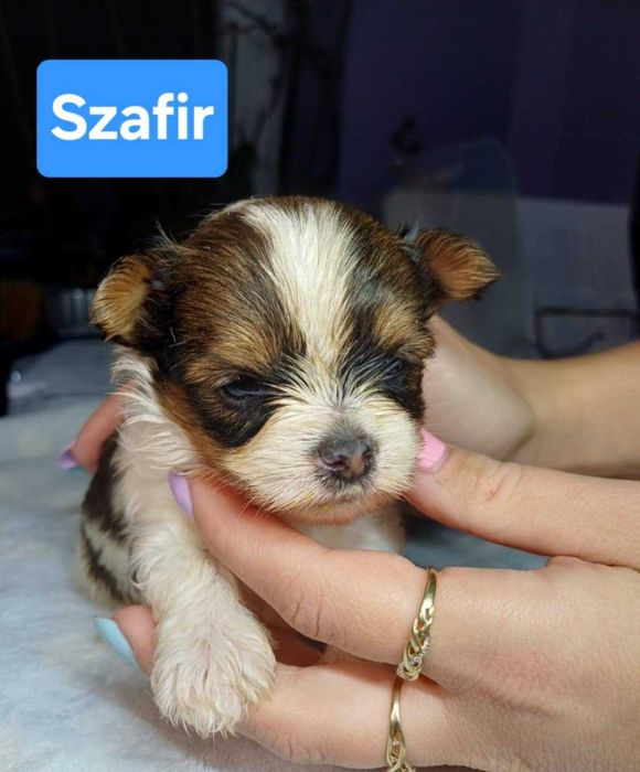 SZAFIR malutki przystojniak szuka domku