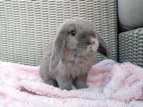 Królik mini lop baranek miniaturka teddy