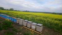 Odkłady pszczele na ramce wielkopolskiej, rodziny pszczele, ule