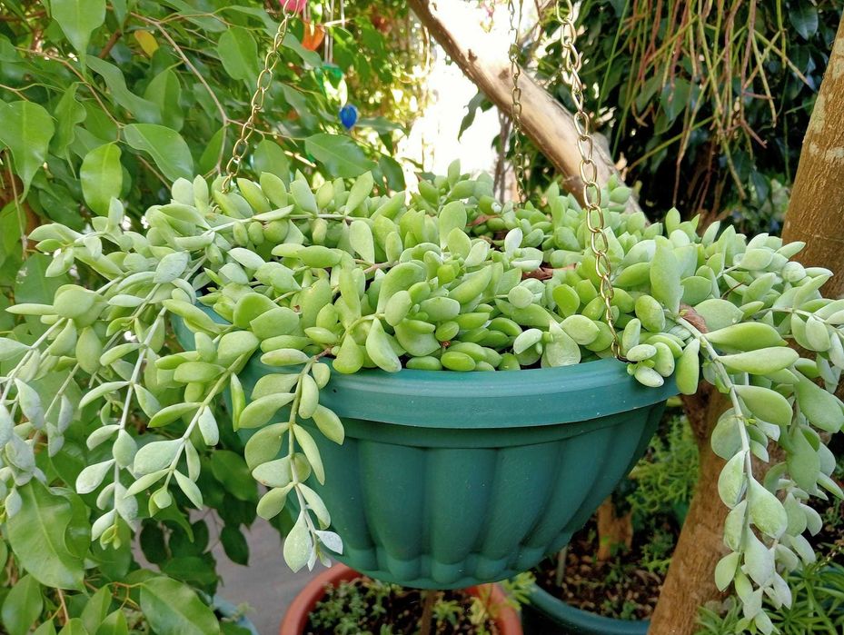 Cotyledon pendens, planta suculenta