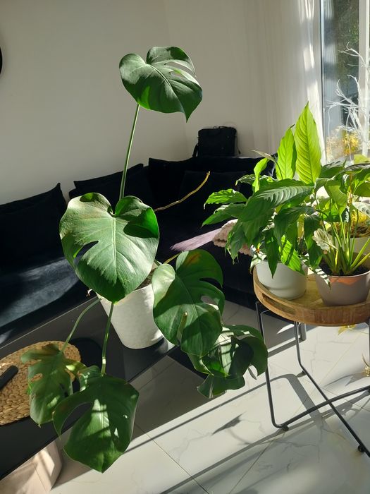 Monstera plus 2kwiaty, odbiór osobisty