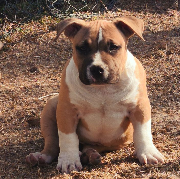 American Bully Pocket menino