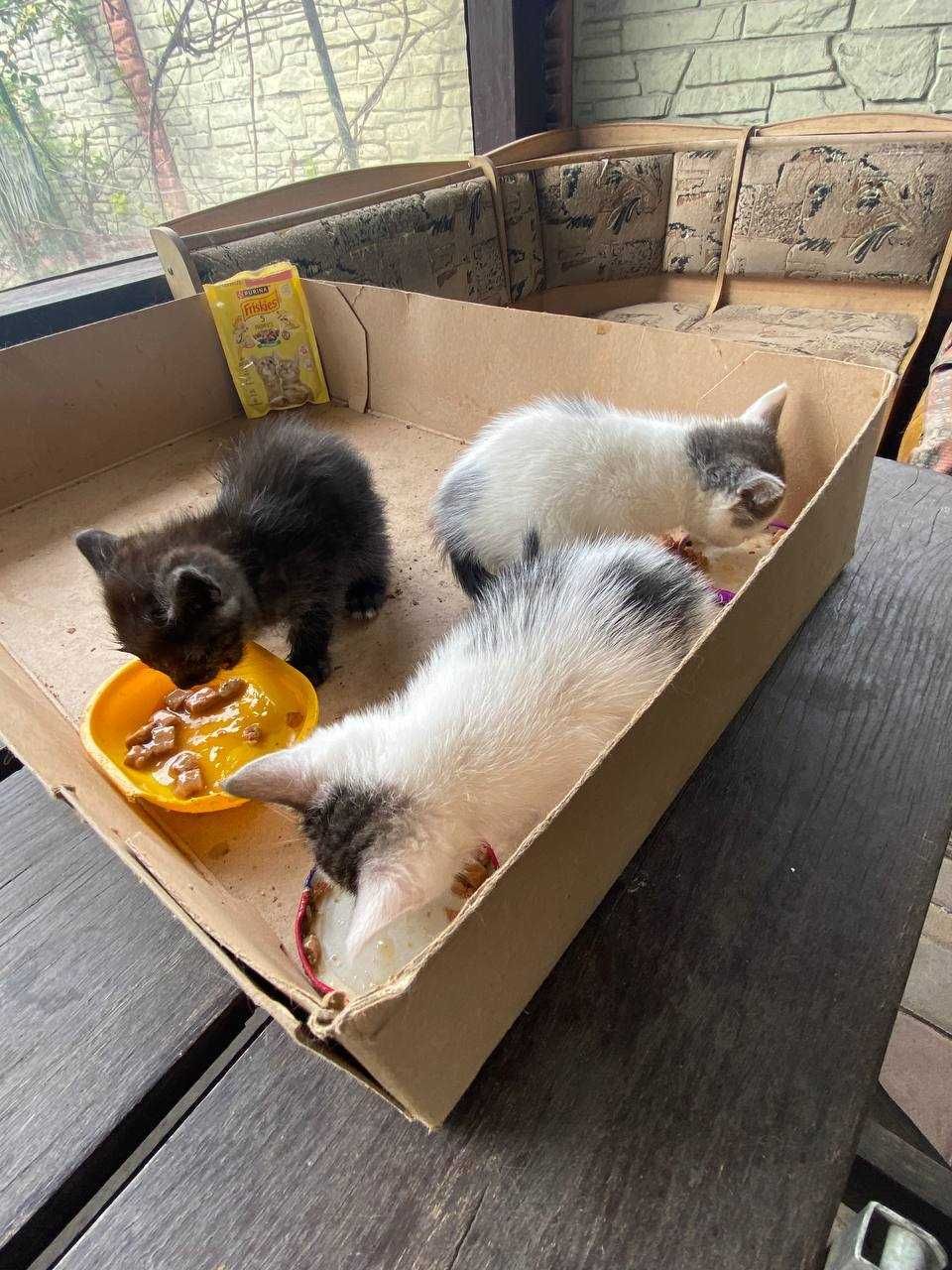 Отдадим котят в хорошие руки!
