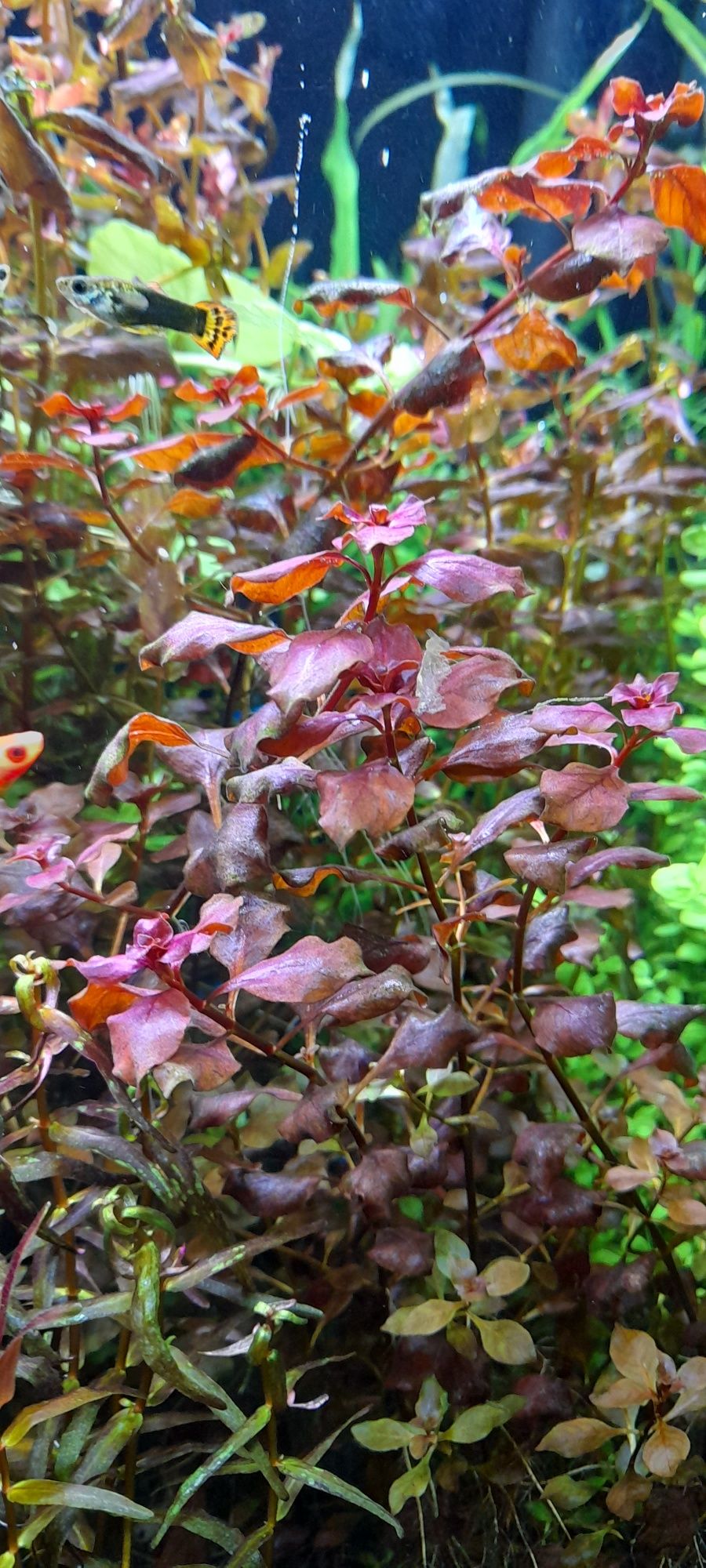 Ludwigia super red roślina akwariowa