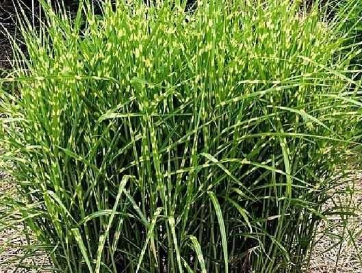 Міскантус Зебрина