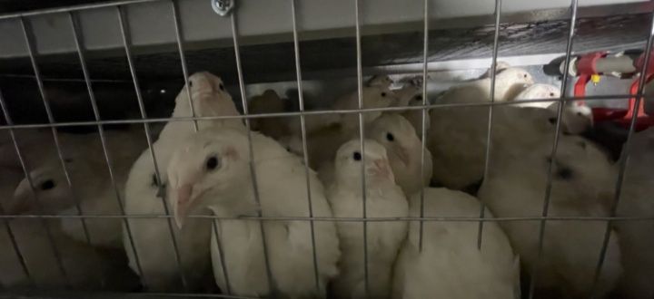 Інкубаційні  яйця перепілок і селадонів