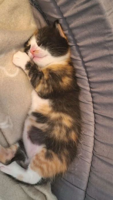 Кошенята, коти, сибірські кошенята, породні кошенята в добрі руки !